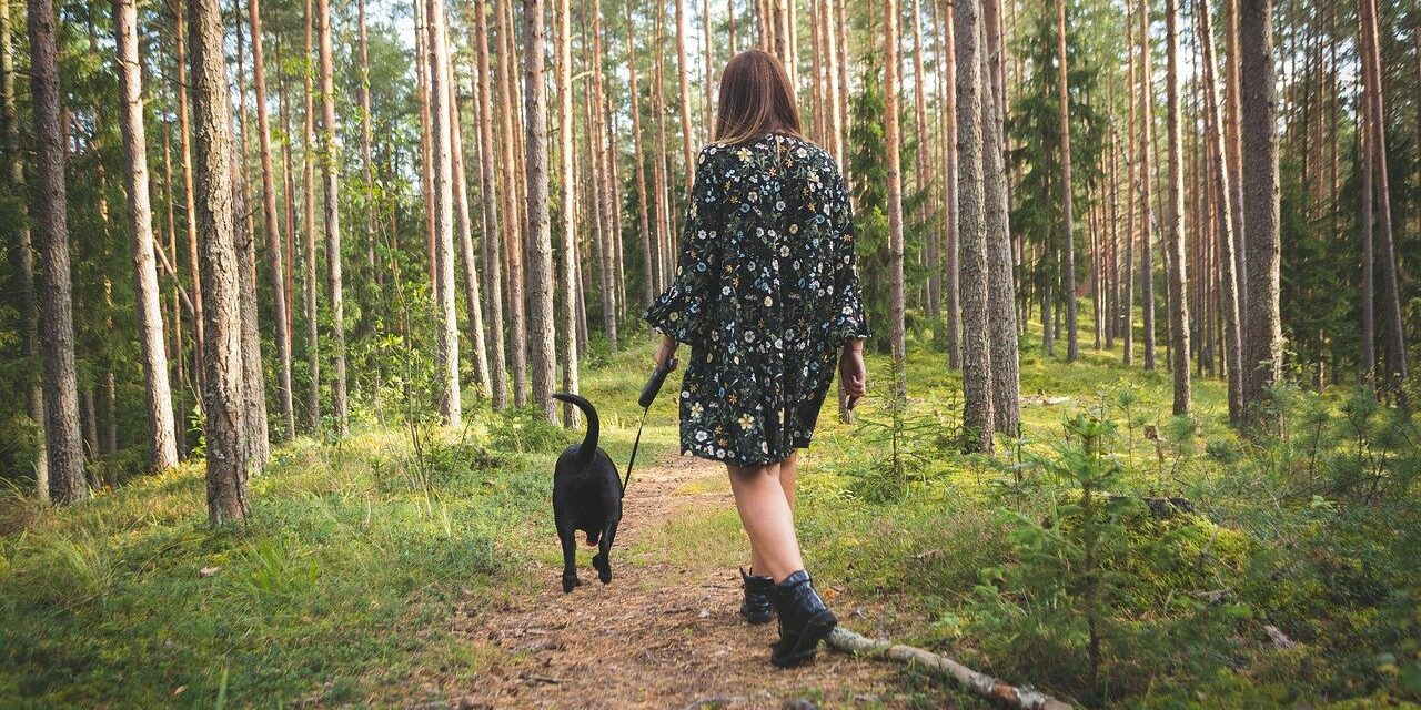 dog, nature, forest